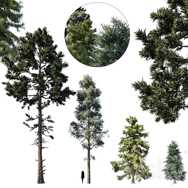 coniferous tree set 1 3DS Max Model