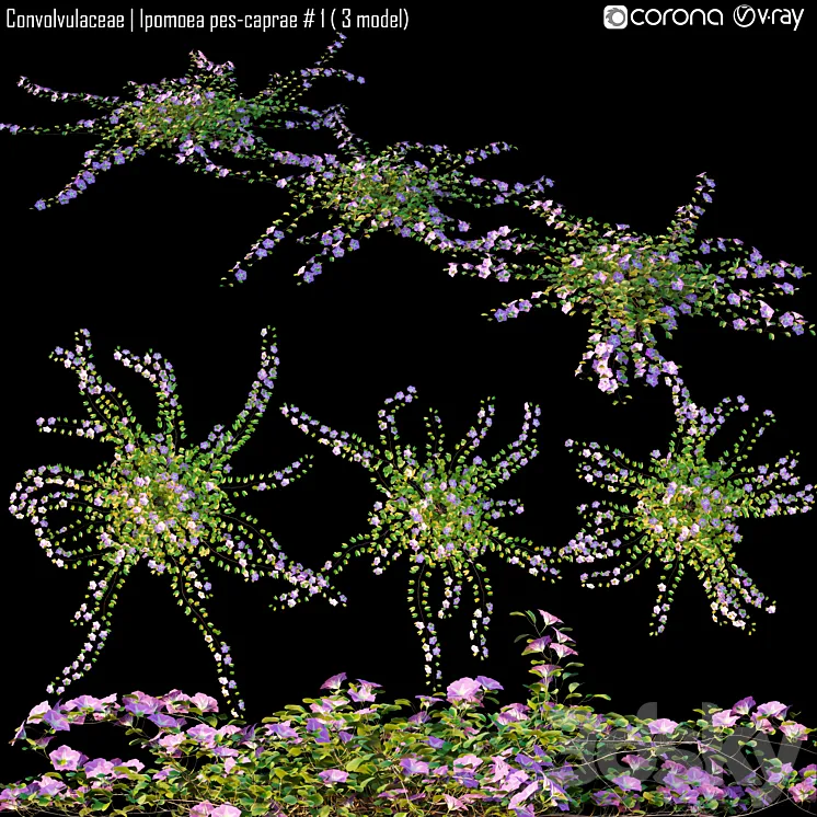 Convolvulaceae | Ipomoea pes-caprae # 1 (3 model) 3DS Max