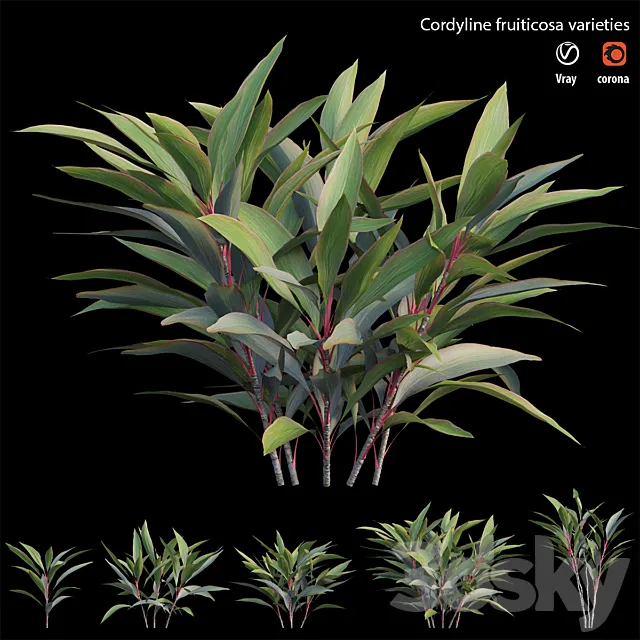 Cordyline fruiticosa varieties 3ds Max