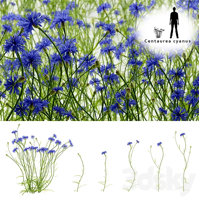 Cornflower blue flower | Centaurea cyanus 3DSMax File