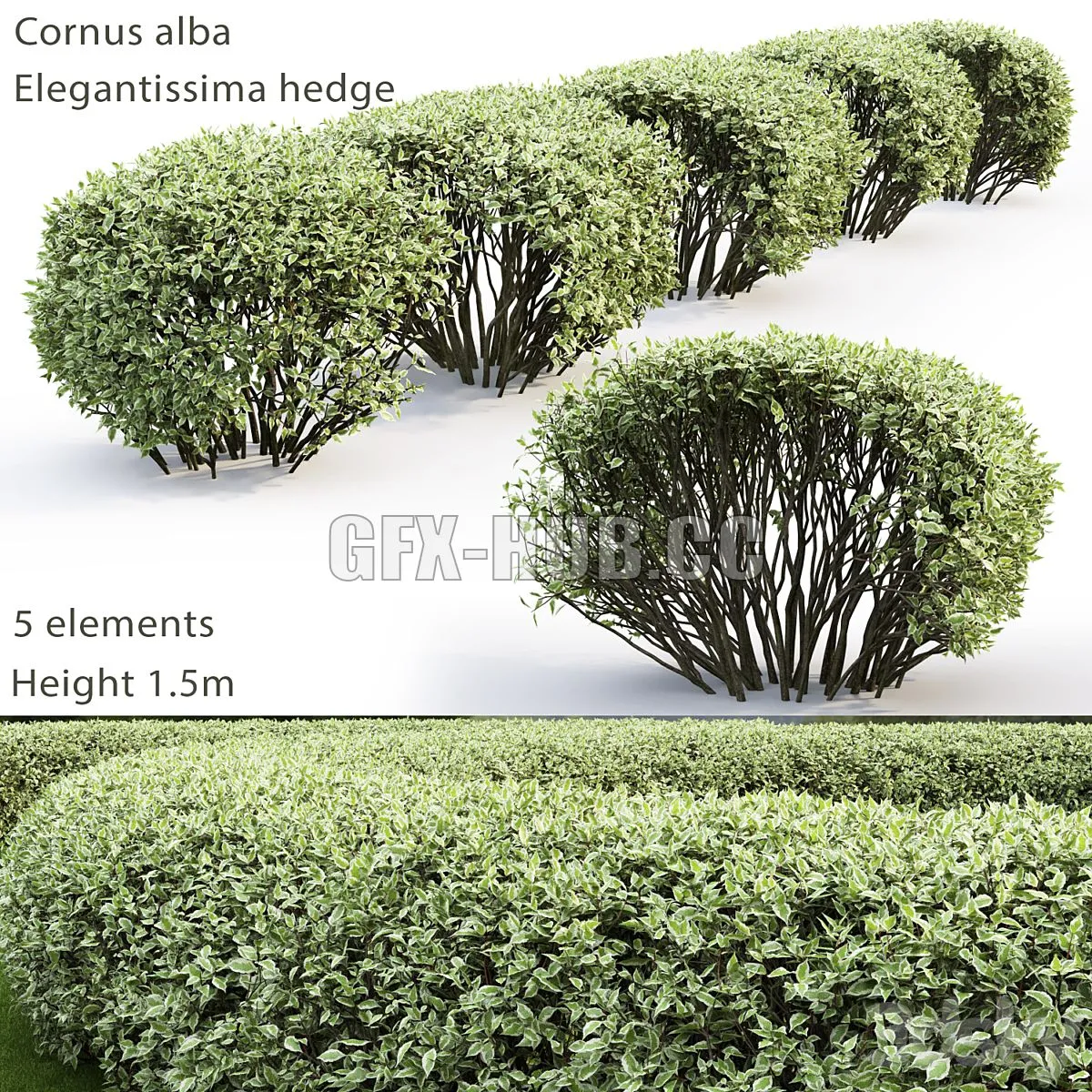 Cornus Alba Elegantissima hedge 2 3dsMax Model