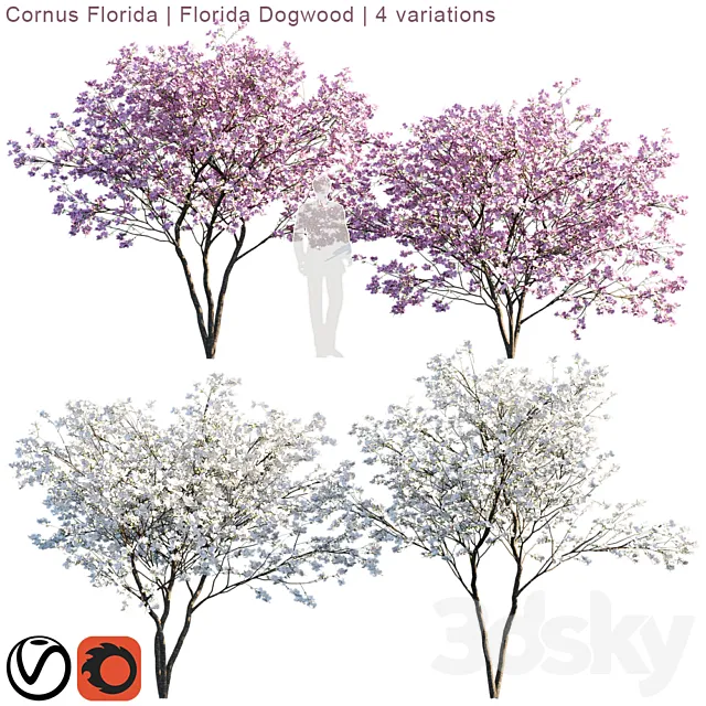 Cornus florida | Florida Dogwood | 4 variations 3DS Max Model