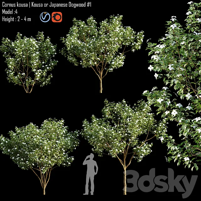 Cornus kousa | Kousa or Japanese Dogwood # 1 3ds Max