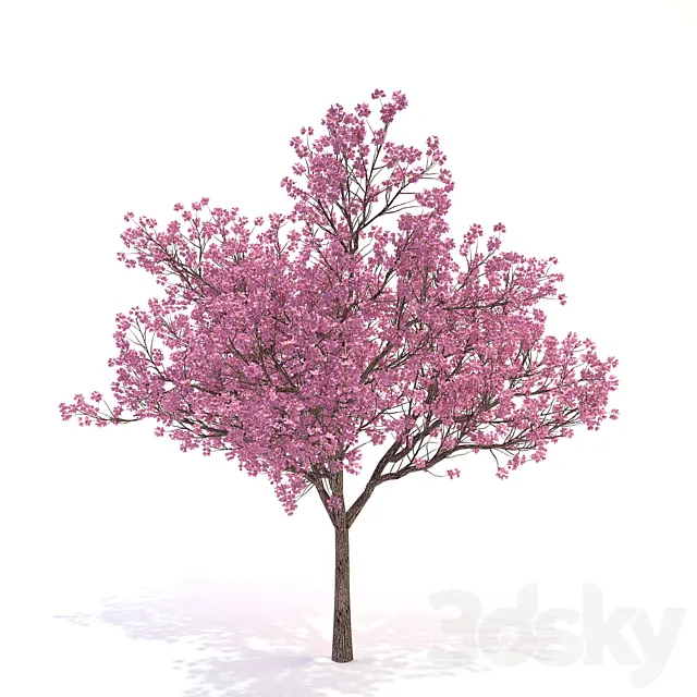 Cornus_florida_03 3DS Max Model