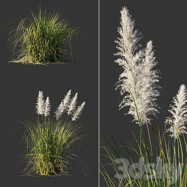 Cortaderia dioecious _ Cortaderia selloana 3ds Max