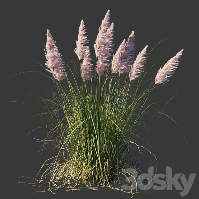 Cortaderia dioica Rosea _ Cortaderia selloana Rosea 3ds Max