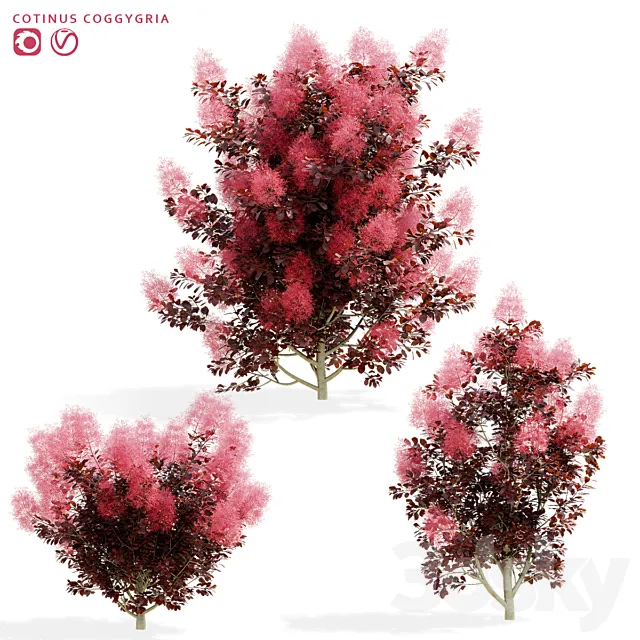 Cotinus coggygria 3 bushes 3dsMax Model