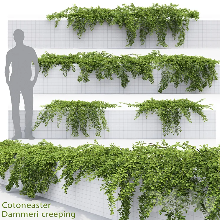 Cotoneaster 3DS Max