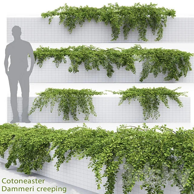 Cotoneaster 3dsMax Model