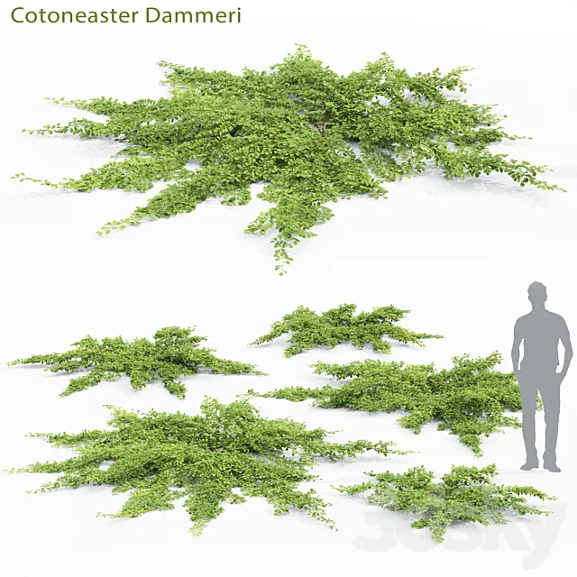 Cotoneaster Dammeri # 2 3ds Max