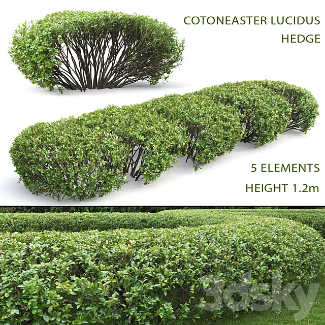 Cotoneaster lucidus hedge # 1 3DSMax File
