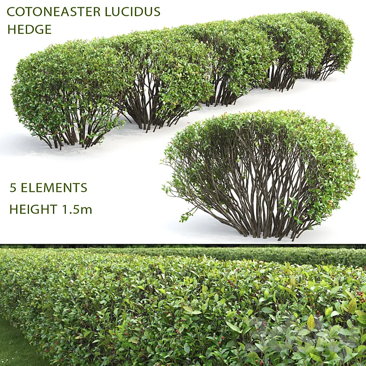 Cotoneaster lucidus hedge #2 3DS Max