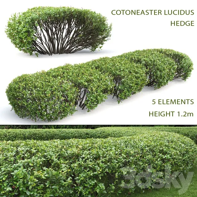 Cotoneaster Lucidus Hedge 3dsmax Download