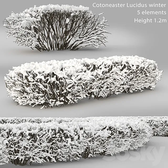 Cotoneaster lucidus. Winter hedge # 1 3ds Max