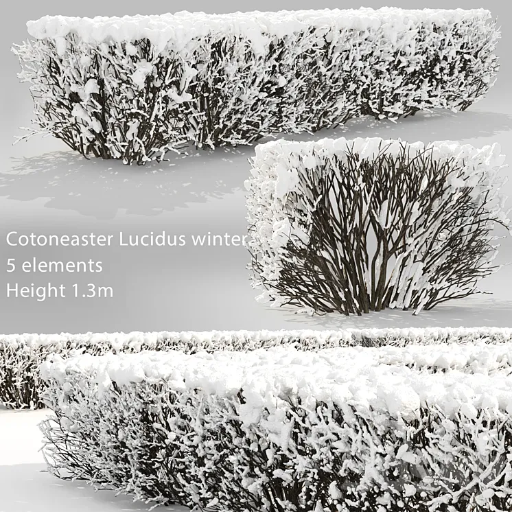 Cotoneaster lucidus. Winter hedge # 3 3DS Max