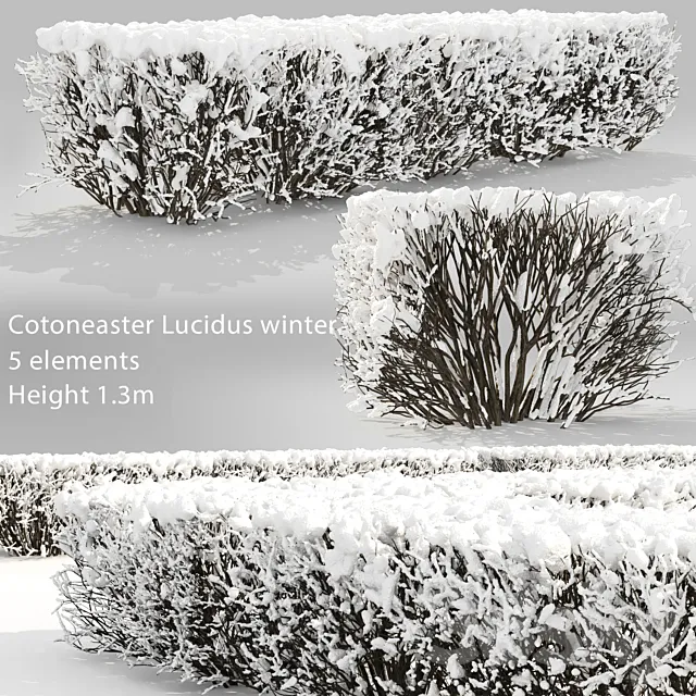 Cotoneaster lucidus. Winter hedge # 3 3dsMax Model