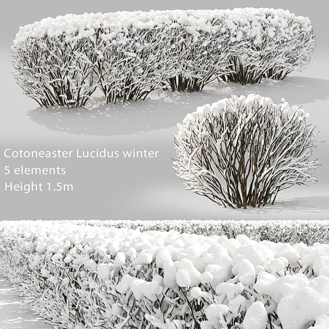 Cotoneaster winter 3DS Max Model