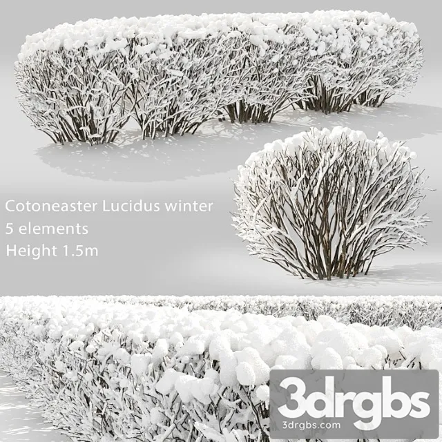 Cotoneaster winter