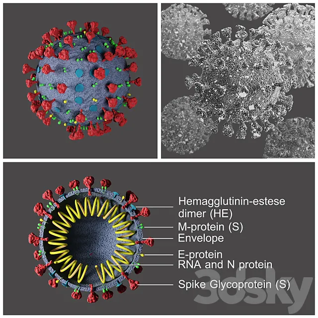 Covid-19 _ Coronavirus 3DS Max Model