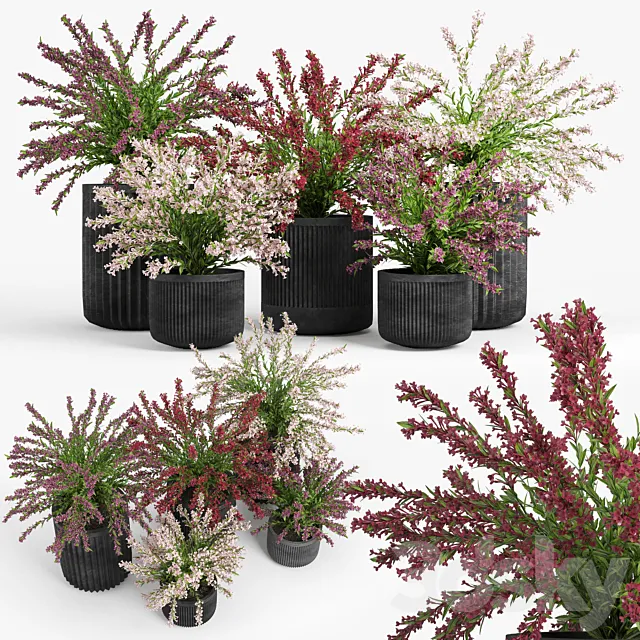 Cozzo planter weigela 3ds Max