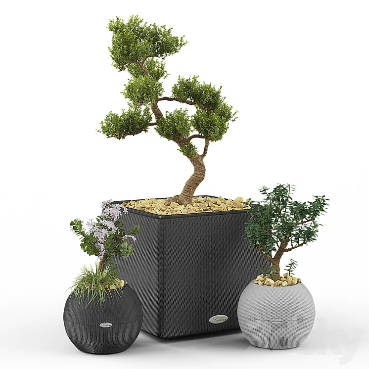 Crassula set (Money Tree) 3DS Max