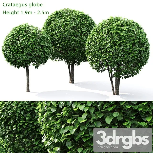 Crataegus globe