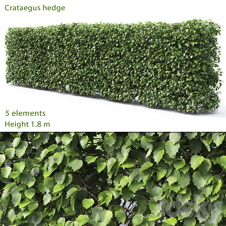 Crataegus hedge # 2 (1.8m) 3DS Max
