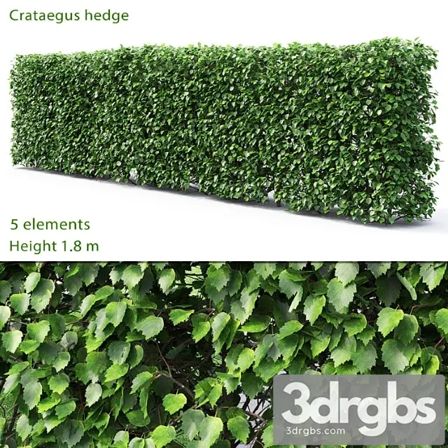 Crataegus hedge