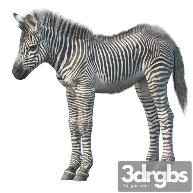 Creature Baby zebra 3dsmax Download