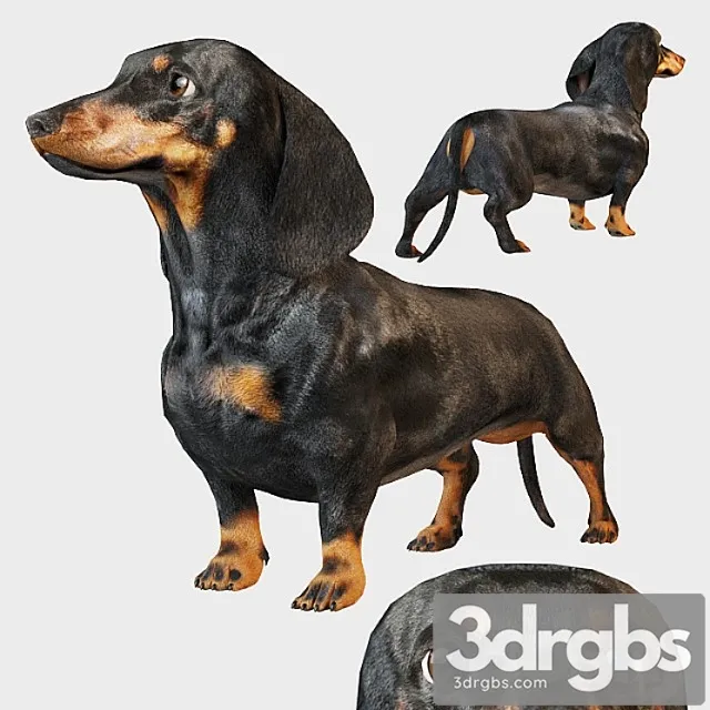 Creature Black dachshund 3dsmax Download
