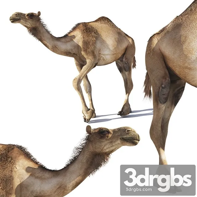Creature Camel 3dsmax Download