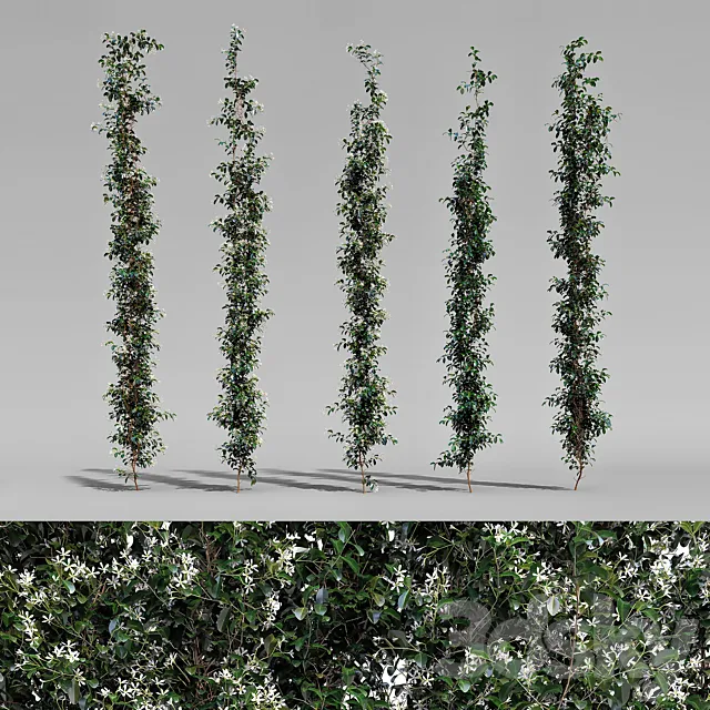 Creeper – Choisya Ternata – 5 Modular Pieces 3ds Max