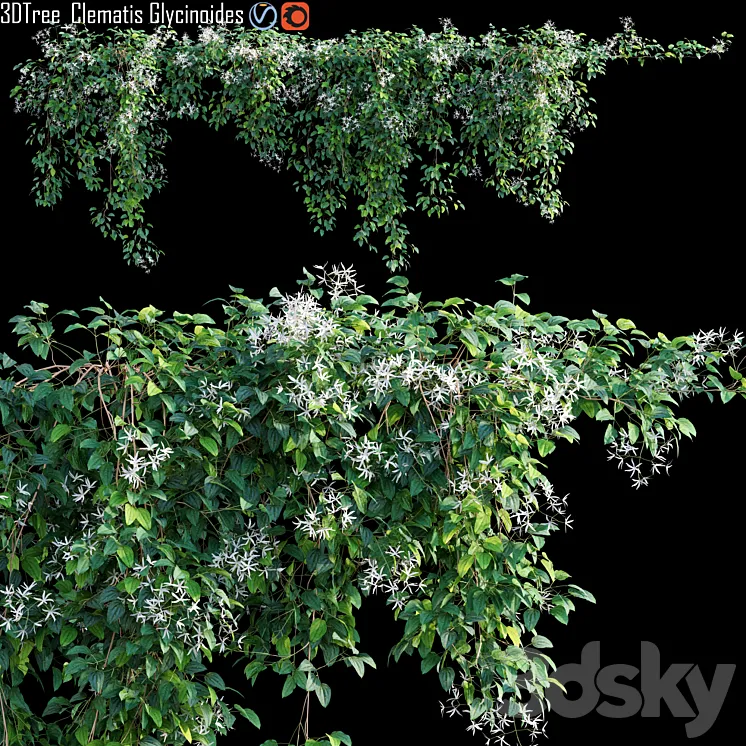 Creeper – Clematis Glycinoides 01 3DS Max