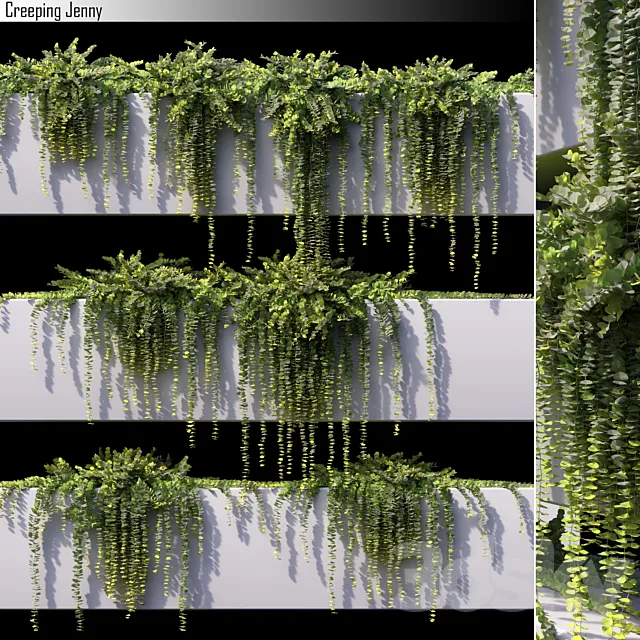 Creeping jenny 3DSMax File