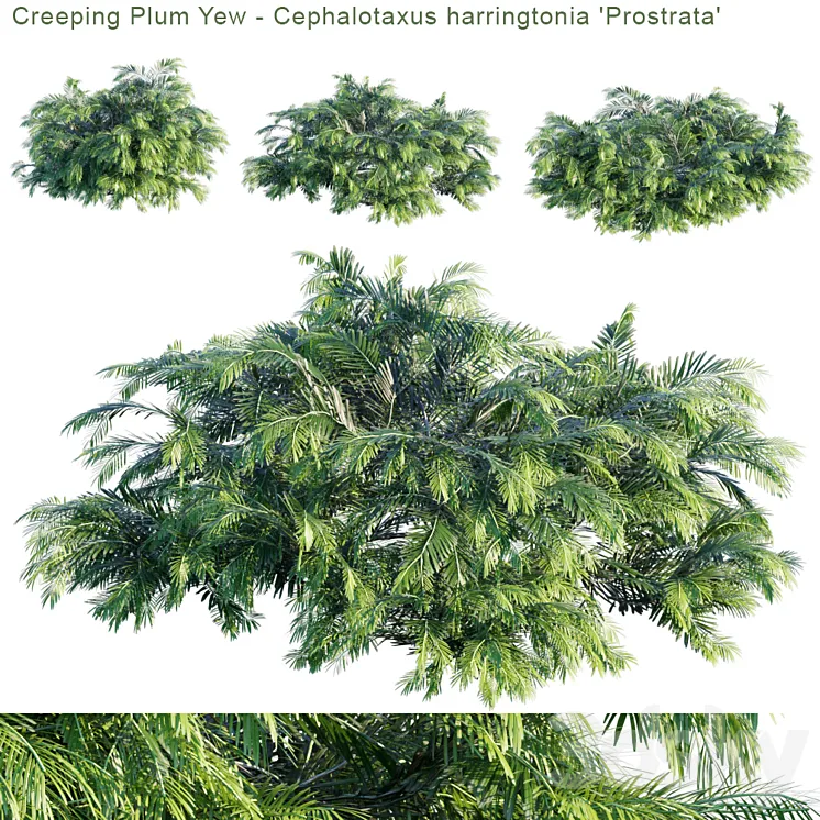 “Creeping Plum Yew | Cephalotaxus harringtonia “”Prostrata””” 3DS Max