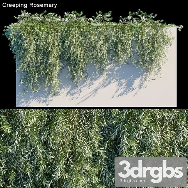 Creeping rosemary