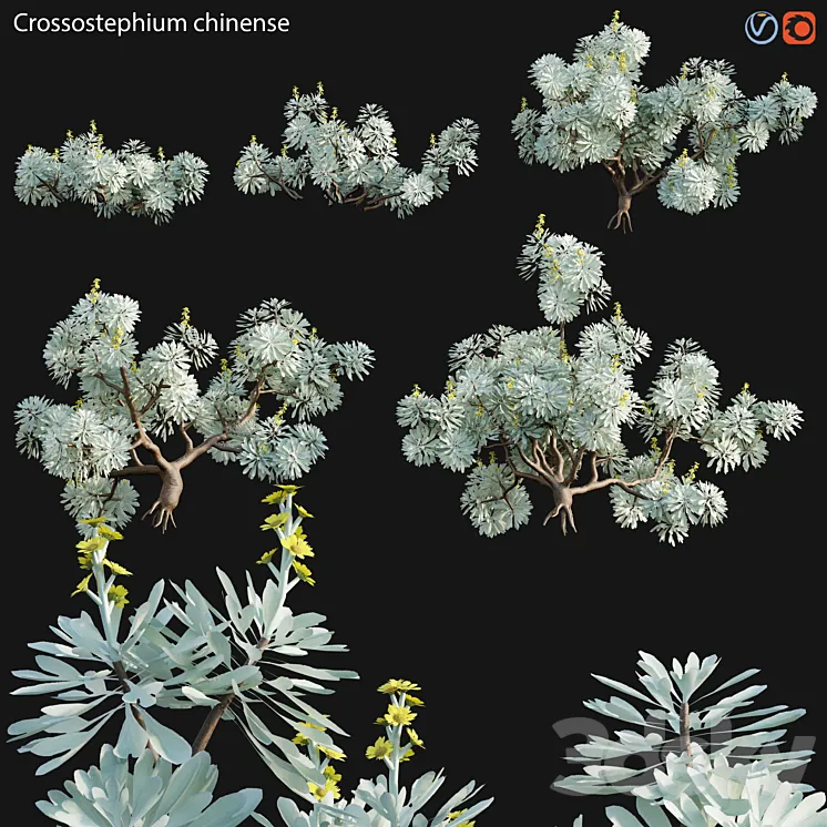 Crossostephium chinense – graphalium spp 3DS Max Model