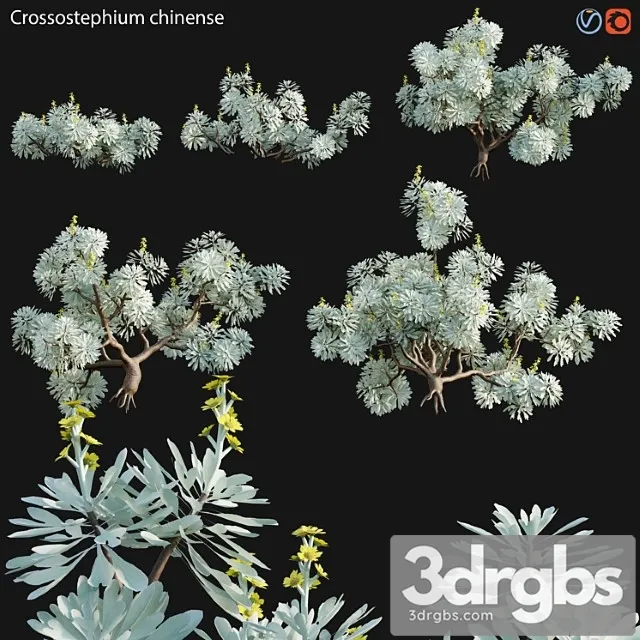 Crossostephium chinense – graphalium spp