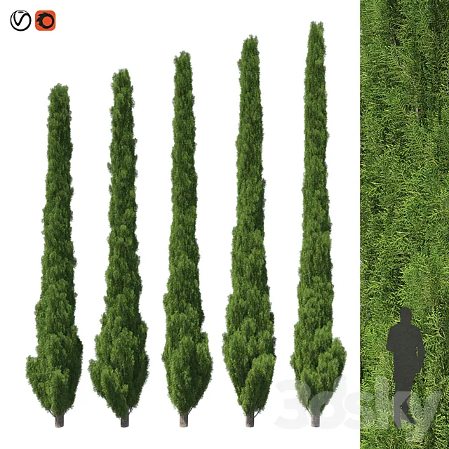 Cupressus 5-6m 3DS Max Model