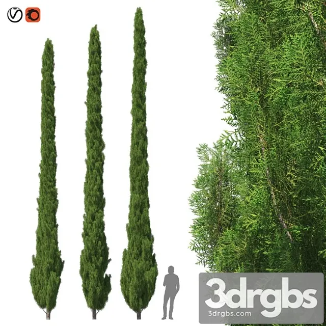 Cupressus 9-10m