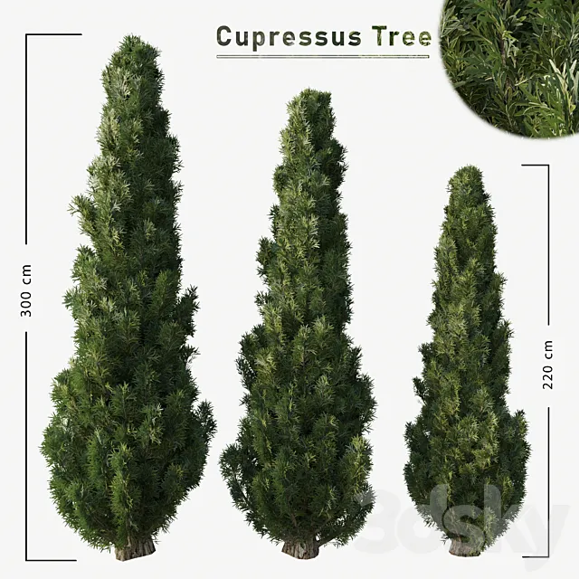 Cupressus tree 3ds Max