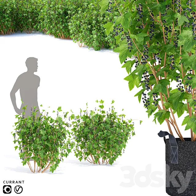 Currant bushes | Currant 3DS Max Model