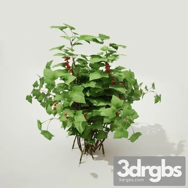 Currant Plant 3dsmax Download