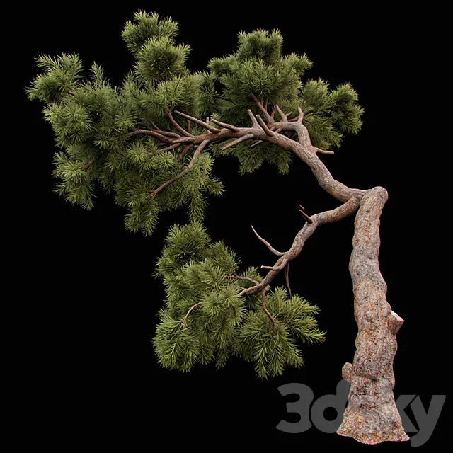 Curved Pine 3DSMax File