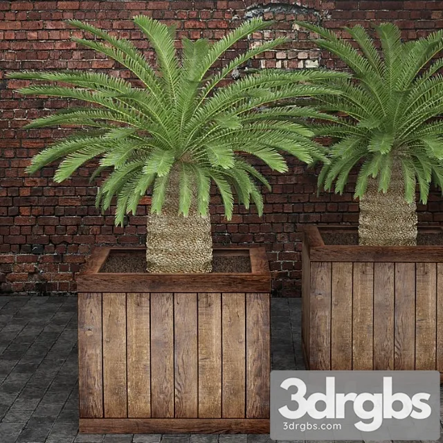 Cycas Cycas Palm Box Street Pot Flower Pot Brick Wall 3dsmax Download