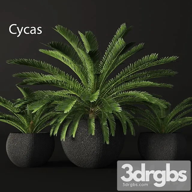 Cycas Cycas Palm Tree Outdoor Pot Flowerpot Black Loft Decorative 3dsmax Download