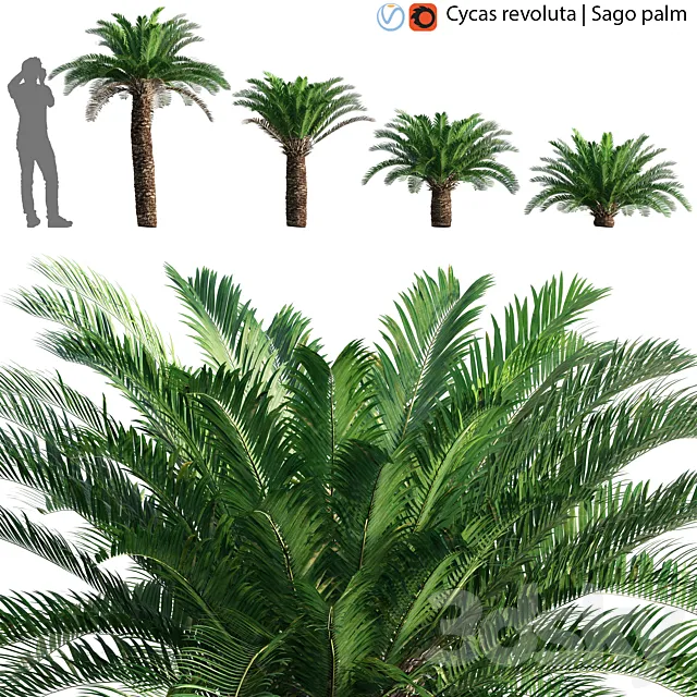 Cycas revoluta – Sago palm – 02 3DS Max Model