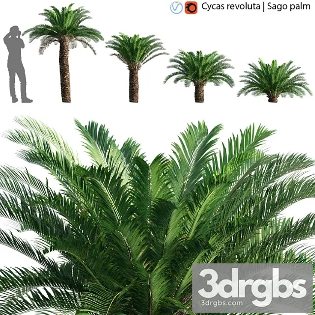 Cycas revoluta – sago palm – 02