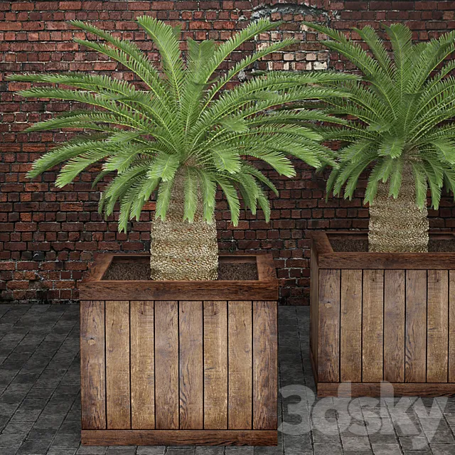 CycasCycas cycas palm tree box outdoor pot flowerpot brick wall 3ds Max