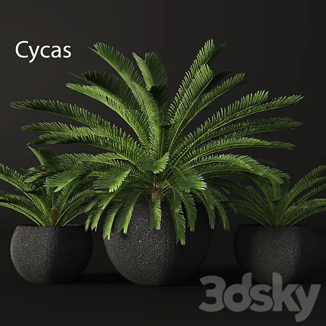 CycasCycas. cycas. palm tree. outdoor pot. flowerpot. black. loft. decorative 3DSMax File